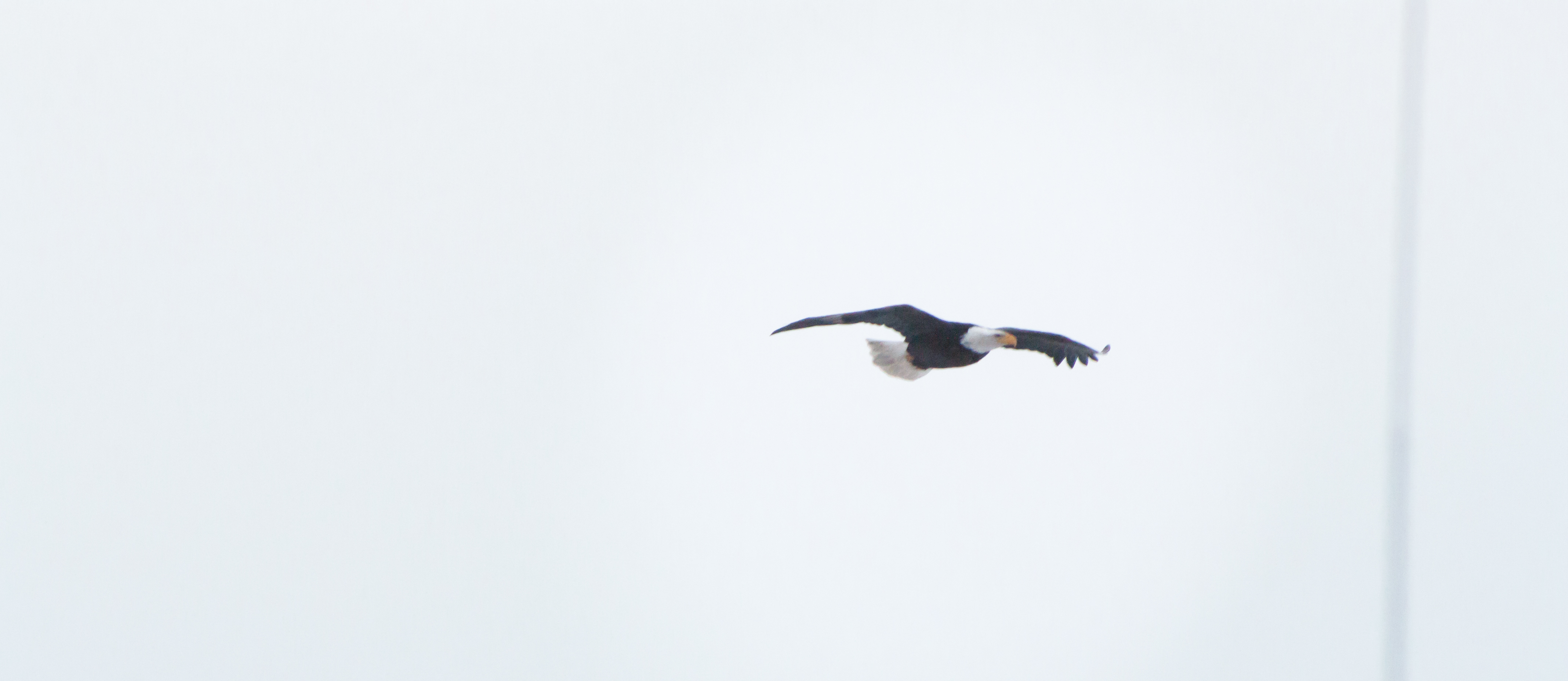 eagle1