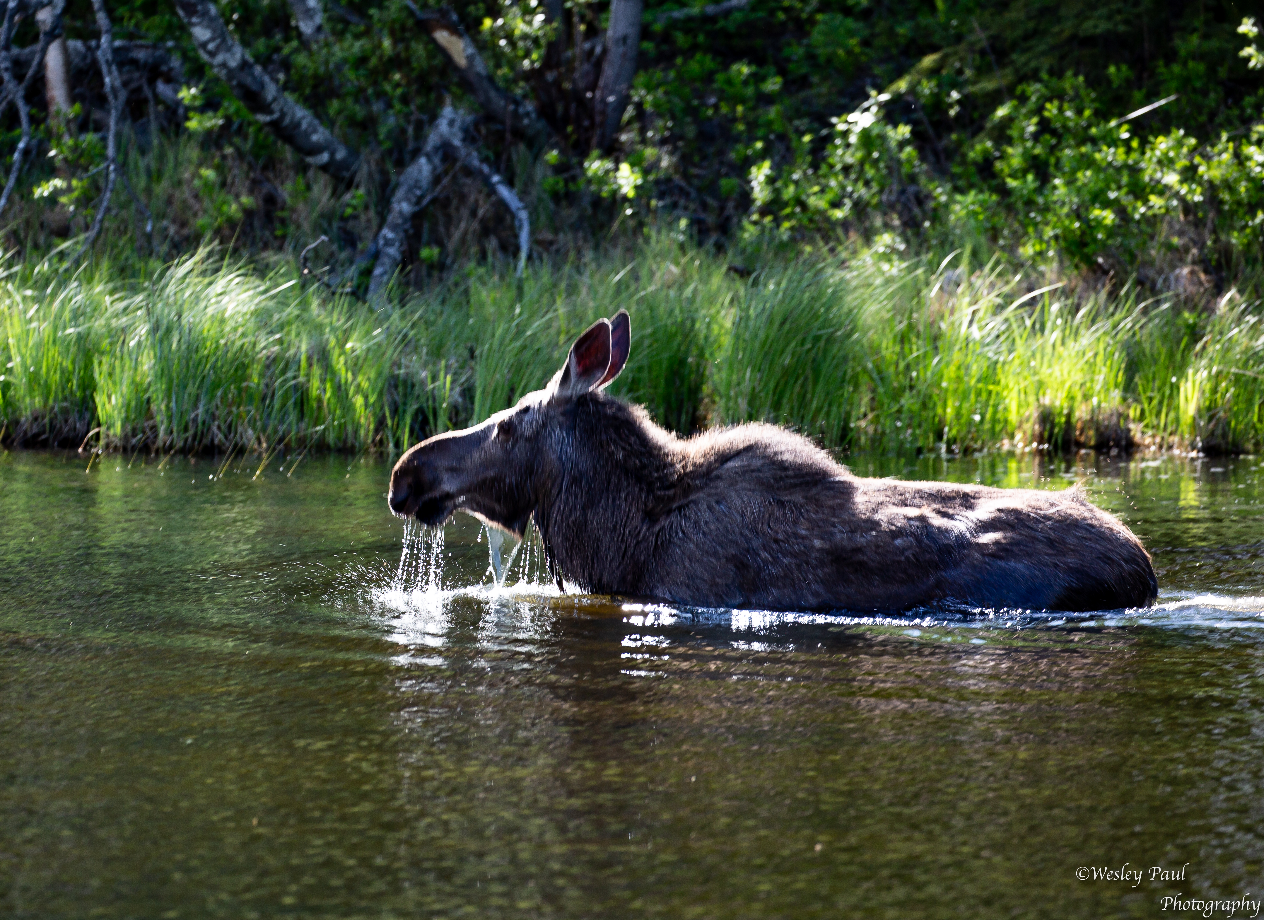 Moose1
